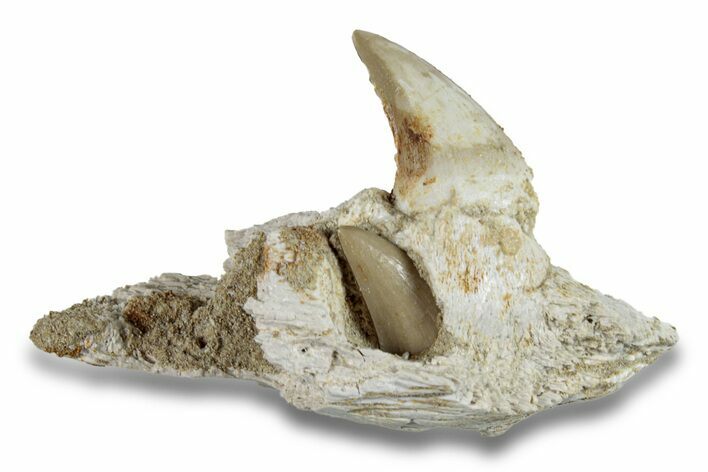 Fossil Mosasaur Jaw Section with Tooth - Morocco #270874